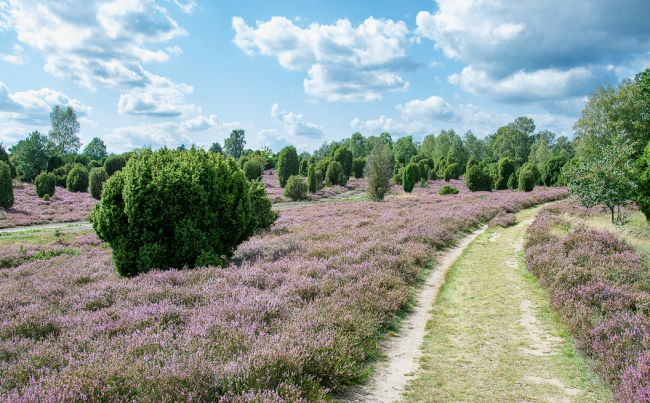 L&uuml;neburger Heide ideal f&uuml;r Reiterferien