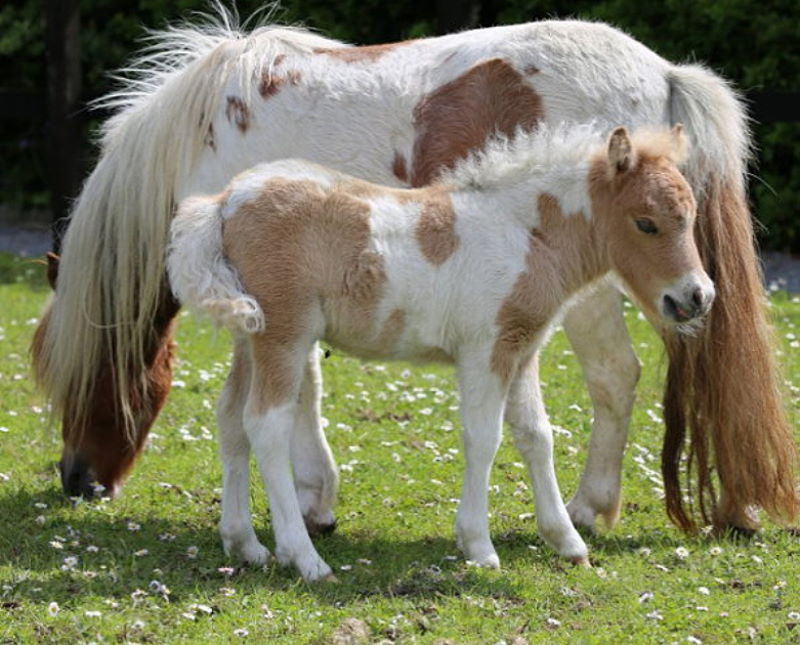 Pony reiten auf dem Witthof, Lüneburger Heide