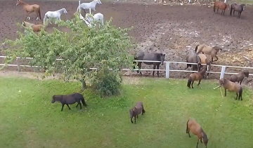 Ponys und Pferde - Ponyreiten auf dem Witthof