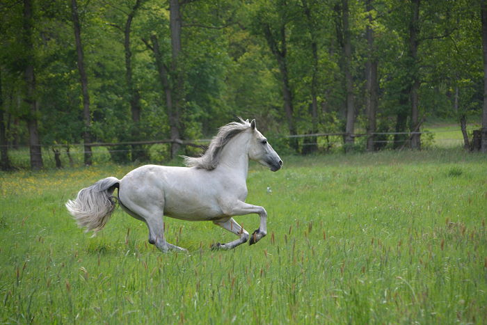 Reiterferien Angebote Sommerferien Hamburg L�neburger Heide 2017 auf dem Witthof