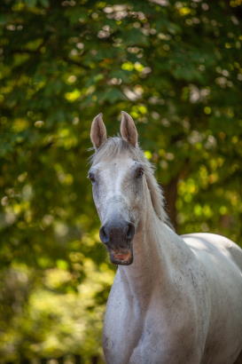 Pferde - Reiten