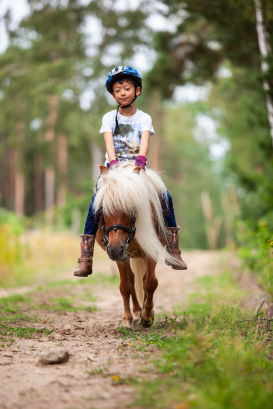 Ponys - Lüneburger Heide